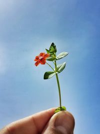 Close-up of hand holding flower