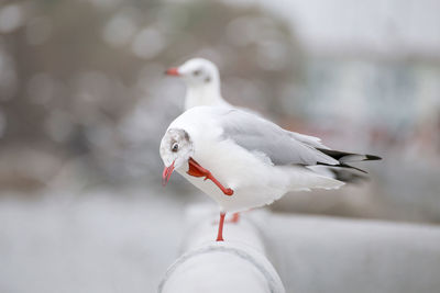 Close-up of seagull perching