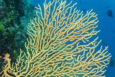 View of coral in sea