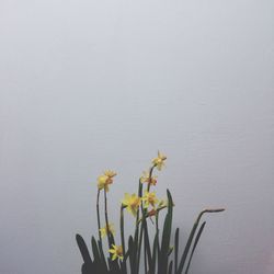 Close-up of yellow flowers