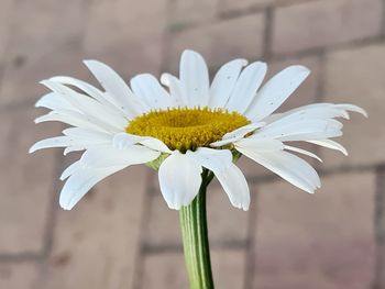 Close-up of white flower