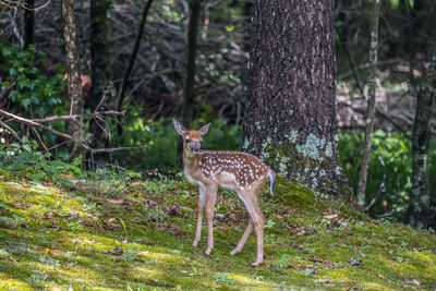 A tall fawn with spots looking around while waiting for its mother deer to show up on a sunny day 