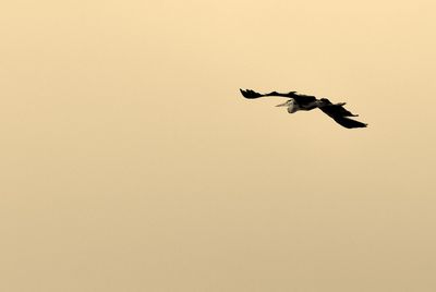 Low angle view of silhouette bird flying against clear sky