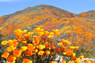 Close-up of yellow flowering plants on field