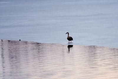 Bird perching on sea against sky