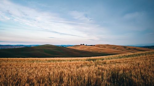 Scenic view of agricultural field against sky