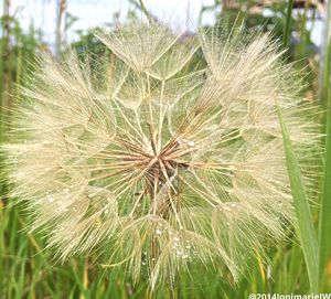 Close-up of dandelion