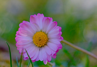 Close-up of pink flower