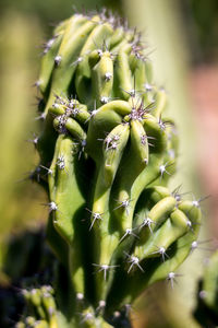 Close-up of plant