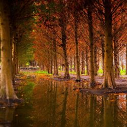 Reflection of trees in water