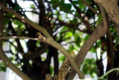 Low angle view of bird perching on tree