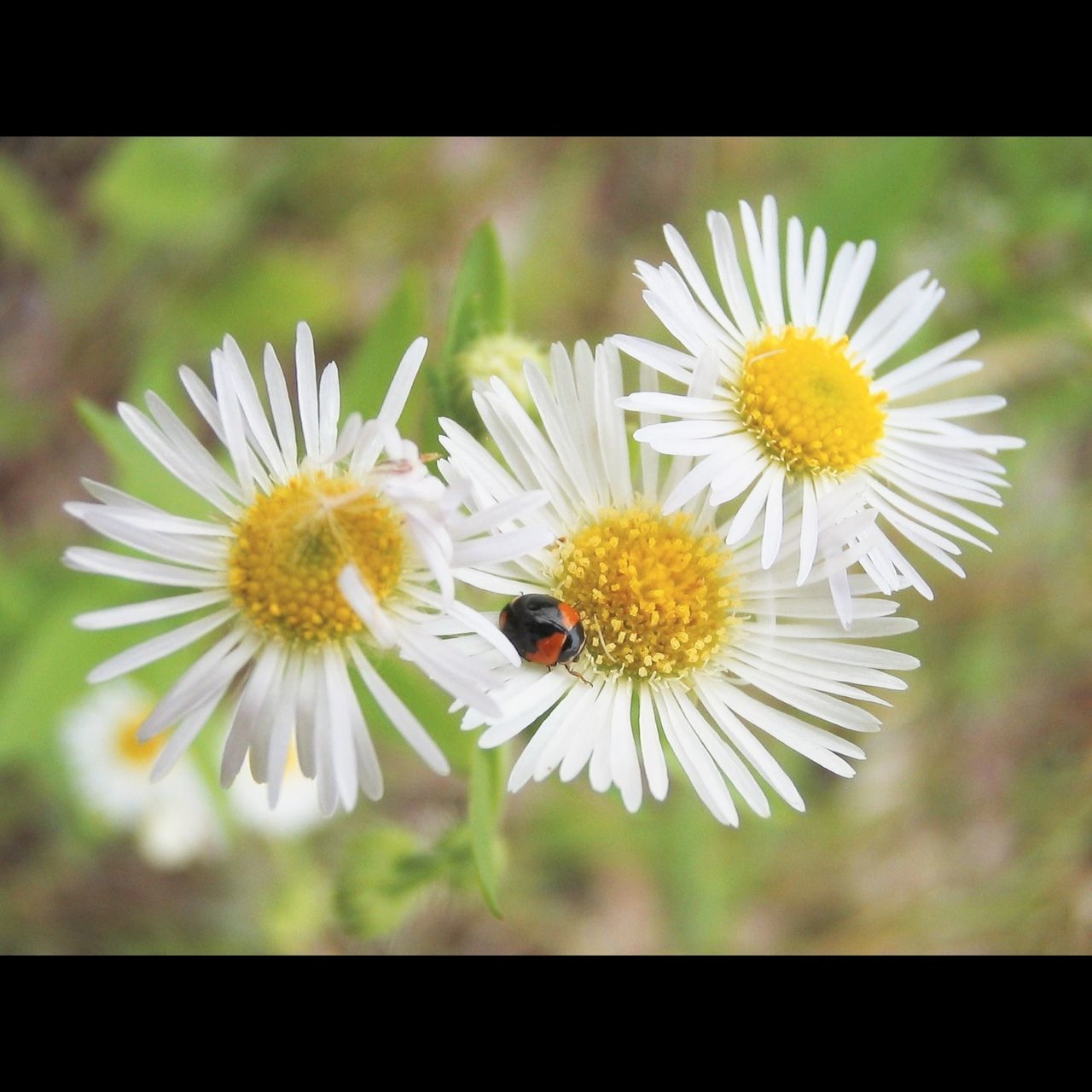 flower, transfer print, insect, animal themes, fragility, petal, freshness, flower head, wildlife, animals in the wild, one animal, white color, auto post production filter, beauty in nature, close-up, growth, focus on foreground, pollen, nature, blooming