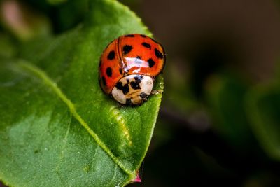 Coccinella . ladybug.