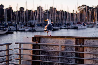 Seagull perching at harbor during sunset