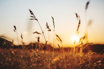 Close-up of stalks in field against sunset sky