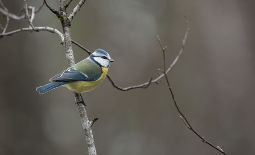 Close-up of bird perching on branch