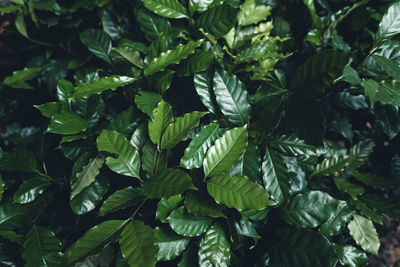 High angle view of green leaves