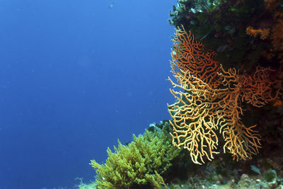 Low angle view of coral in sea