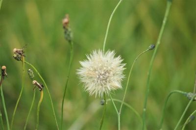 Close-up of dandelion on plant