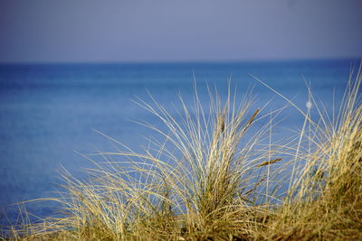 Grass by sea against clear sky