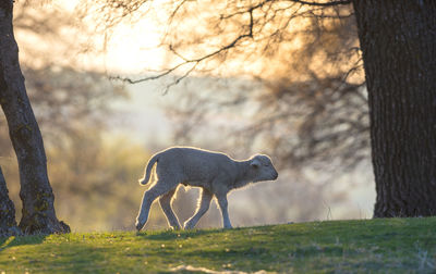 View of a horse on field
