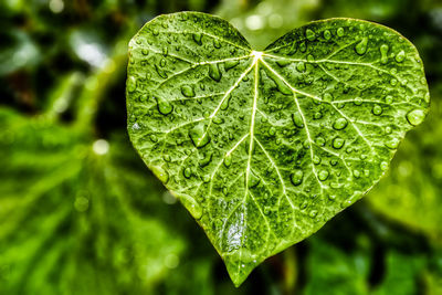 Close-up of raindrops on leaves