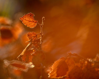 Close-up of dry leaves on plant during autumn