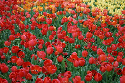 Full frame shot of red tulips in field