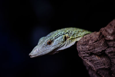 Close-up of snake against black background