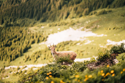 Ibex on the montain