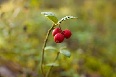 Close-up of red berries on tree