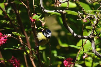 Close-up of small bird perching on branch