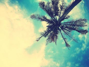 Palm tree against sky