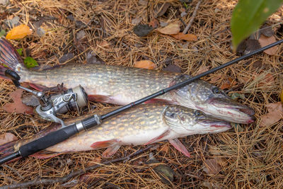 High angle view of fish on field