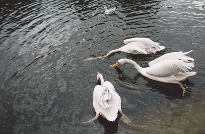 High angle view of pelicans foraging on lake