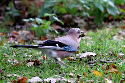 Close-up of bird perching on field