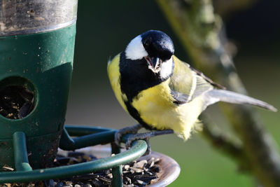 Close-up of a great tit perching on a bird feeder 