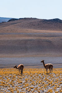 Side view of horses on field