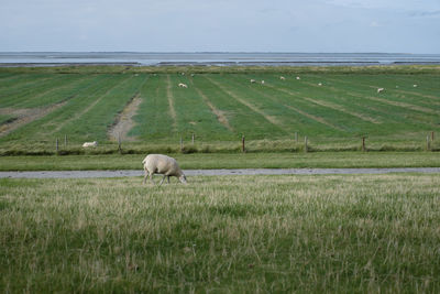 Sheep grazing in field against ocean and sky
