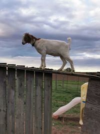 Horse standing in ranch against sky