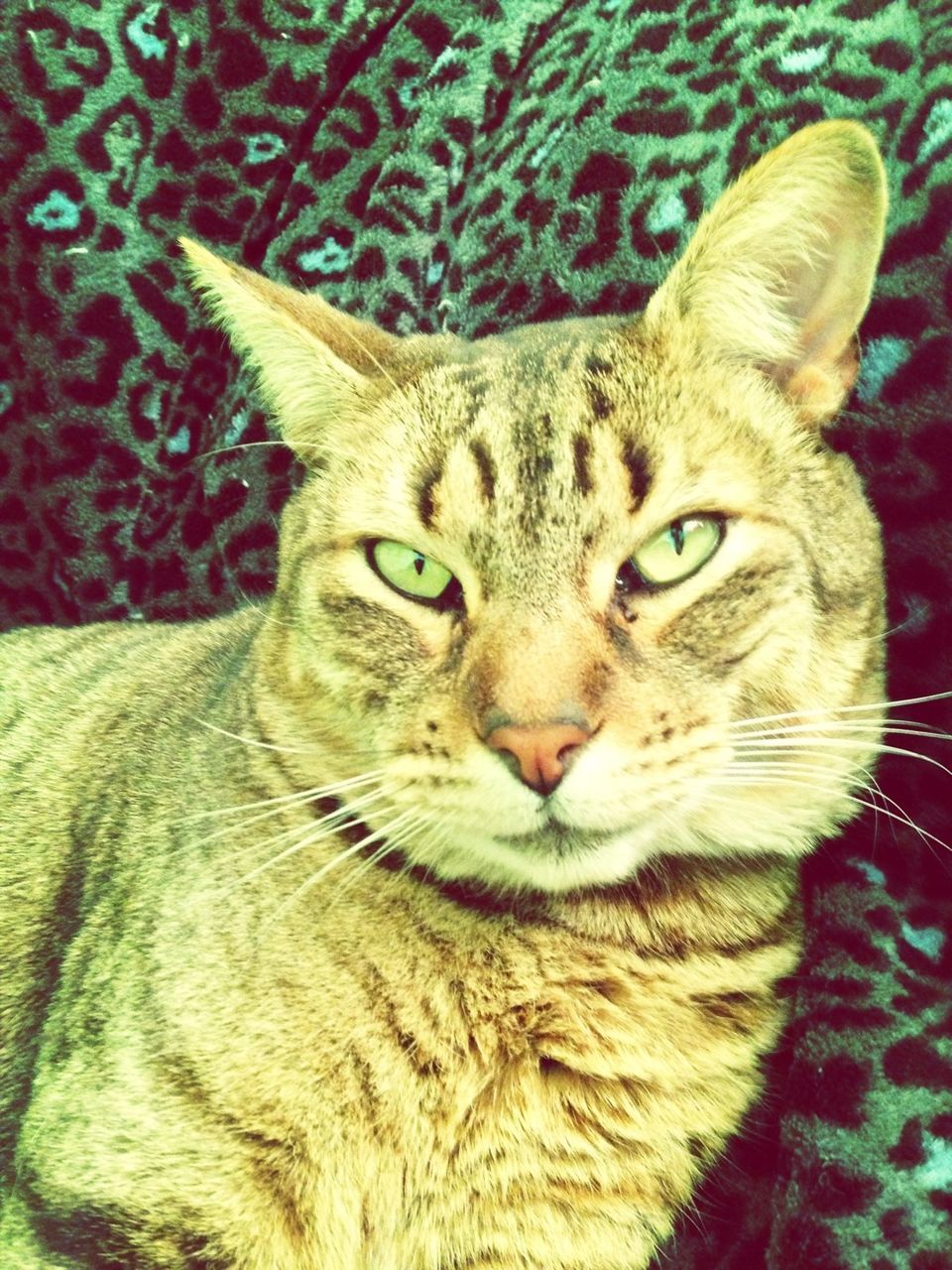 domestic cat, pets, domestic animals, cat, animal themes, one animal, feline, mammal, whisker, indoors, portrait, relaxation, looking at camera, close-up, animal head, resting, lying down, bed, no people