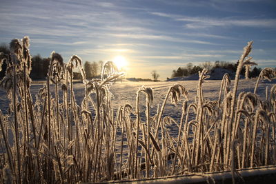 Stalks on snow covered landscape against the sky