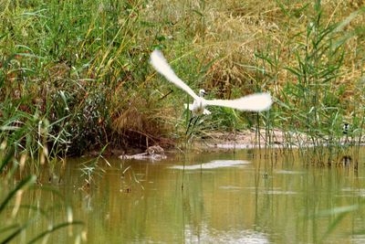 View of bird in water