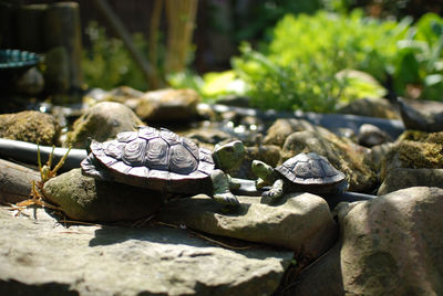 Close-up of turtle