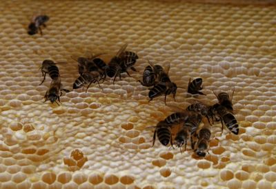 Close-up of bee on the wall