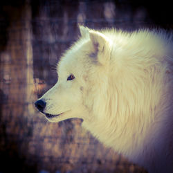 Close-up of dog looking away