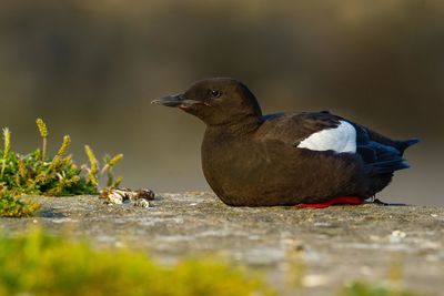 Close-up of bird perching outdoors
