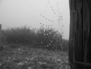 Close-up of spider web against blurred background