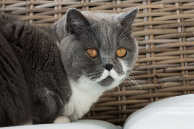 Close-up of cat looking away