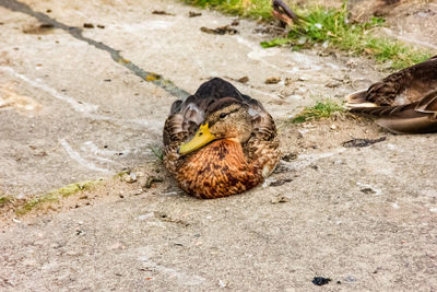 High angle view of a bird on ground